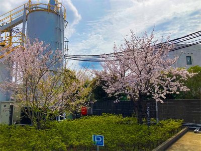 南関東カンパニーの桜も開花しました！