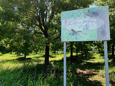 野田市七光台のエバ森
